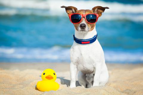 summer-dog-0623.jpg.480x0_q71_crop-scale